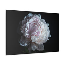 Load image into Gallery viewer, Pink Peony - Wrapped Canvas Art