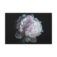 Load image into Gallery viewer, Pink Peony - Wrapped Canvas Art