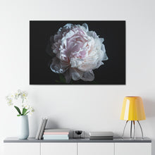 Load image into Gallery viewer, Pink Peony - Wrapped Canvas Art