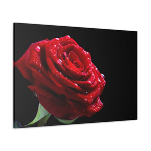 Bright Red Rose - Wrapped Canvas Art