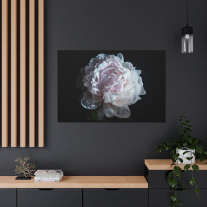 Pink Peony - Wrapped Canvas Art