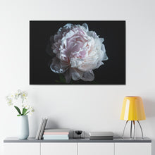 Load image into Gallery viewer, Pink Peony - Wrapped Canvas Art
